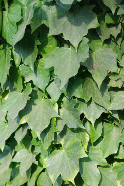 see ivy leaves grown on the wall. High quality photo - Photo, Image