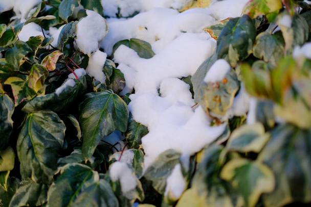 klimop bladeren bedekt met sneeuw in een heg. Hoge kwaliteit foto - Foto, afbeelding