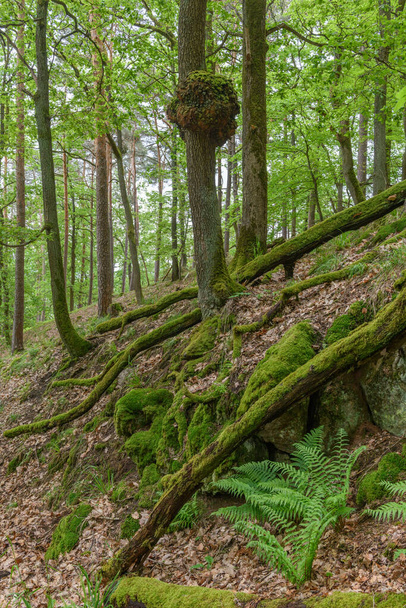 Ξύλο ρεύεται σε μια βελανιδιά σε ένα δάσος. Vosges Γαλλία. - Φωτογραφία, εικόνα