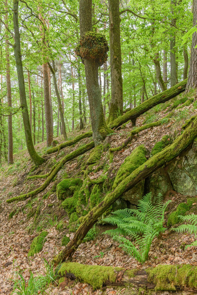 Puu burl tammen metsässä. Vosges Ranska. - Valokuva, kuva