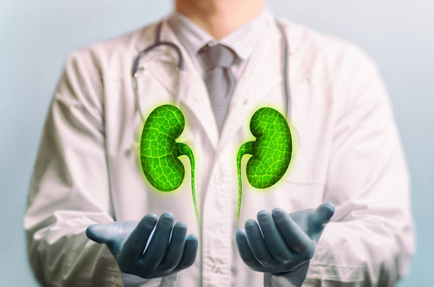 Green kidneys above two palms of doctor. Concept of a healthy kidneys. - Фото, зображення