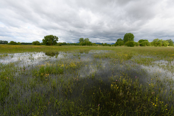 Łąka w rozkwicie zalana zachmurzoną pogodą wiosną na francuskiej wsi.. - Zdjęcie, obraz