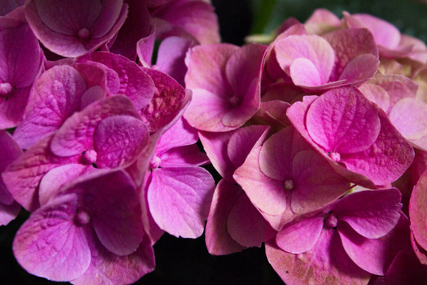 Hortensia plante en pleine floraison. Couleur rose et lilas - Photo, image
