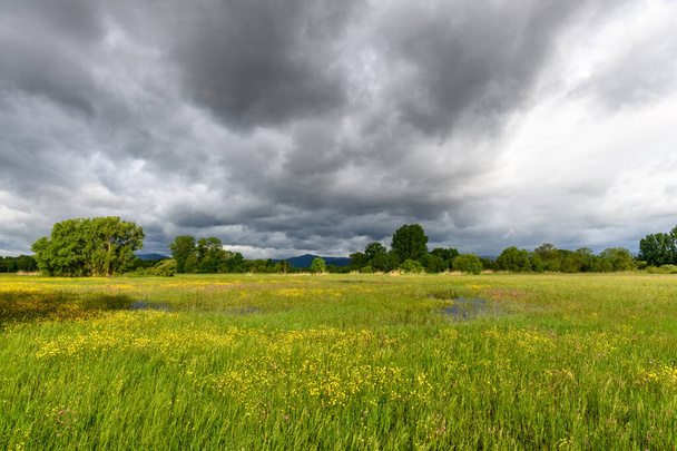 Grasveld in bloei overstroomd bij bewolkt weer in het voorjaar op het Franse platteland.. - Foto, afbeelding