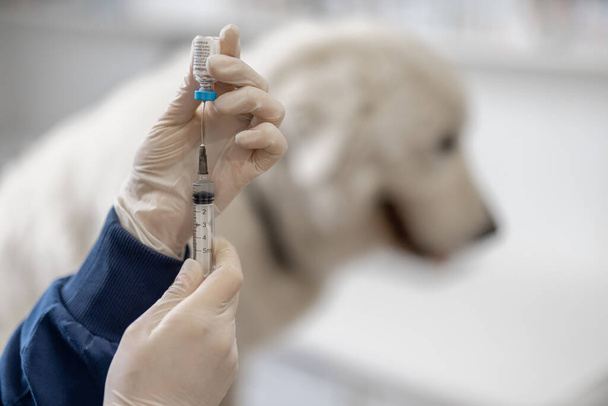 Siringa veterinaria con vaccino vicino al grosso cane bianco - Foto, immagini