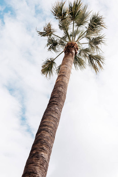Grand palmier avec de grandes feuilles et un large tronc contre le ciel - Photo, image