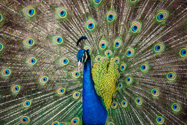 Retrato de pavão bonito com penas ou
 - Foto, Imagem