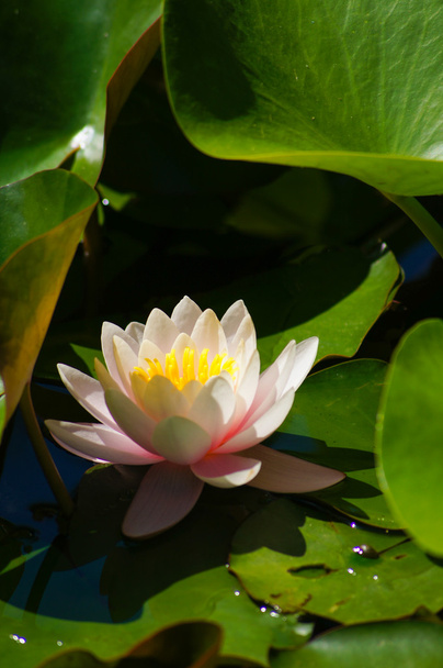 rybník s květinami - Fotografie, Obrázek