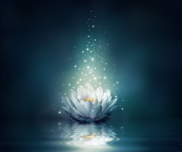 Waterlily on water - fairy background
 - Фото, изображение