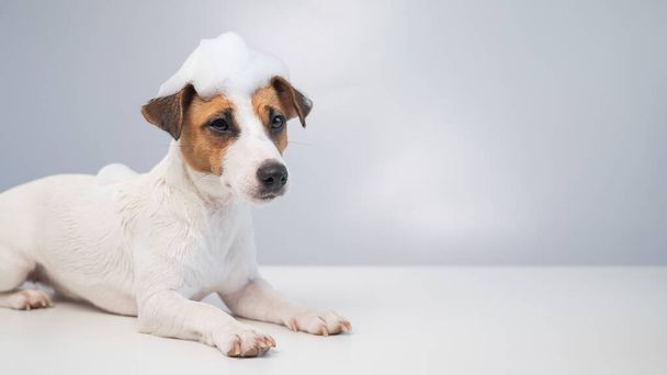Funny dog jack russell terrier with foam on his head on a white background. Copy space. Widescreen. - Φωτογραφία, εικόνα