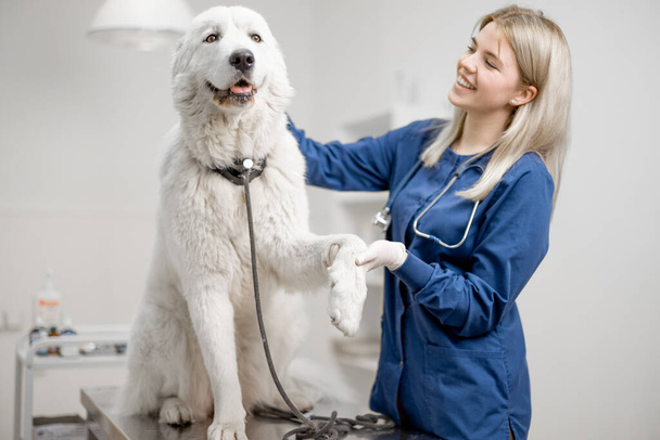 Γυναίκα κτηνίατρος γιατρός δίνει μια απόλαυση στο σκύλο - Φωτογραφία, εικόνα