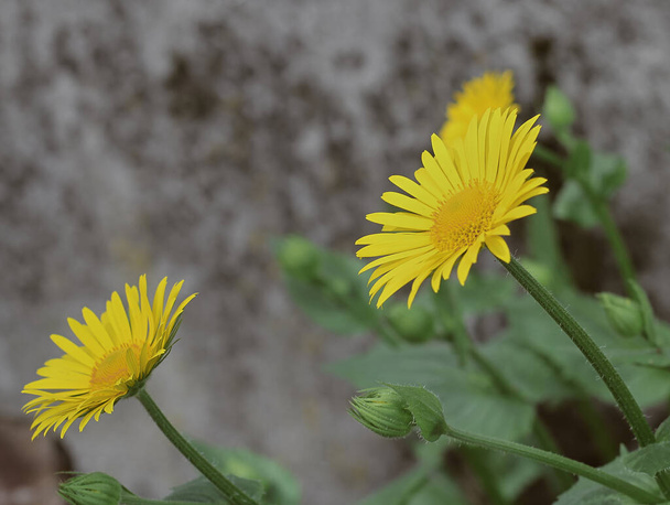 Doronicum Orientale жовта квітка поруч. - Фото, зображення