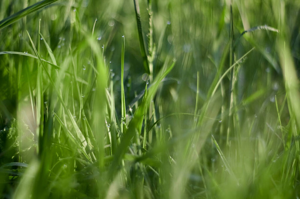 grama verde com gotas de orvalho. - Foto, Imagem