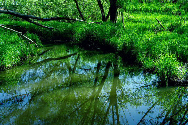 природный фрагмент болота летом в лесу с густой сочной травой и водой - Фото, изображение