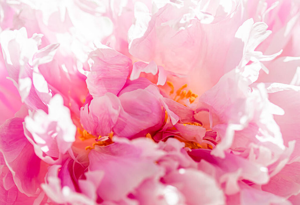 Kwiat piwonii w ogrodzie, kwiatowe piękno i botaniczne tło dla zaproszenia na ślub i kartki okolicznościowe, koncepcja przyrody i środowiska - Zdjęcie, obraz