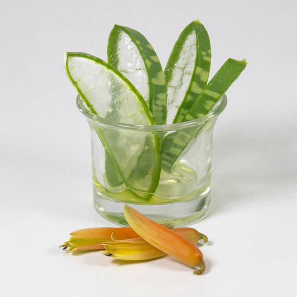 Aloe Vera virág és levél látható fehér. egy kompozíció Aloevera termék design, mint a kozmetikumok, Ayurveda, egészségügyi ellátás, egészségügyi előny, szépségápolási termékek. Aloe barbadensis molnár - Fotó, kép