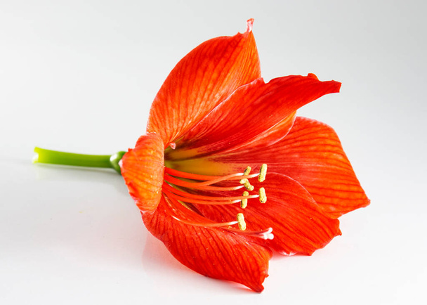 одинокий Hippeastrum или Amaryllis цветок, Оранжевый цветок amaryllis красиво отображается на белом фоне. - Фото, изображение