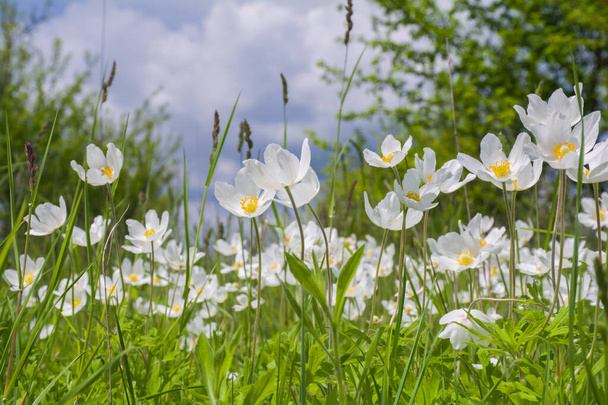 Beautiful white wildflowers of anemones bloom in the garden. Anemone sylvestris - Photo, Image