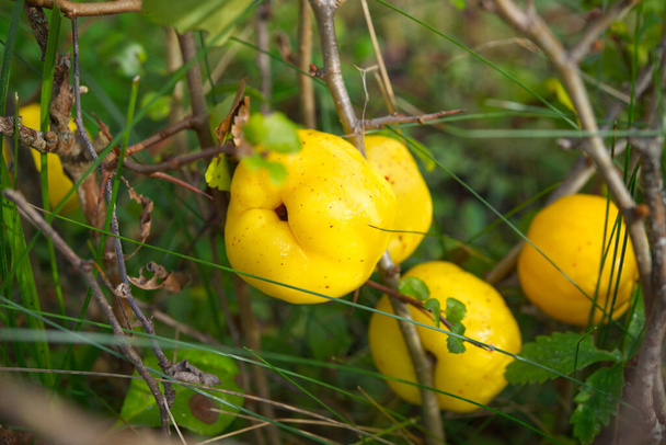Früchte von Chaenomeles japonica, die japanische Quitte oder Maule-Quitte genannt - Foto, Bild