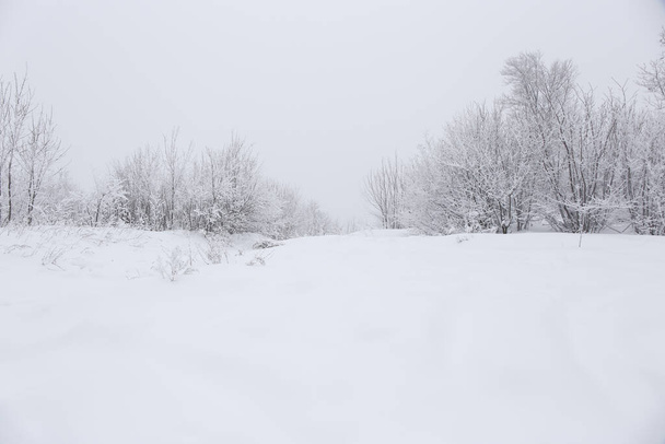winter forest in the snow - Fotoğraf, Görsel