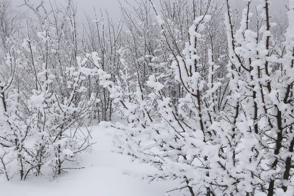 winter forest in the snow - Foto, Bild