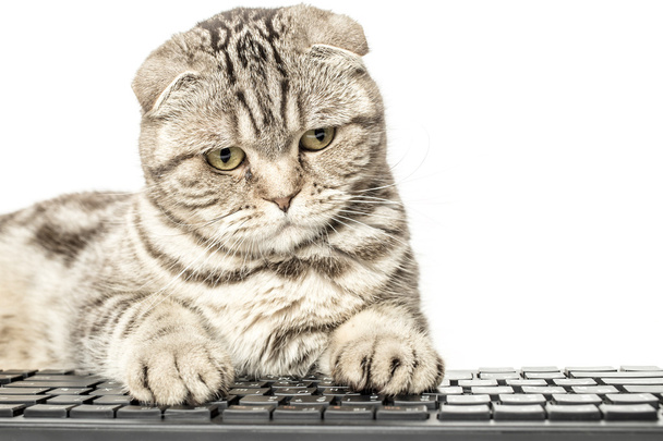 Концентрированный серьезный полосатый кот Scottish Fold работает сидя за компьютером
 - Фото, изображение