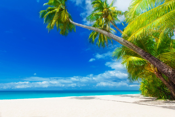 droom scène. mooie palmboom over wit zand strand. zomer n - Foto, afbeelding