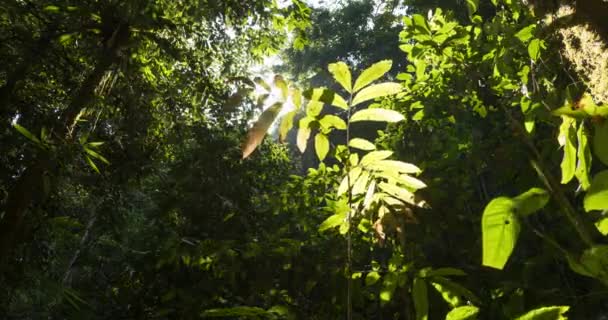 Timelapse video della giungla e della foresta pluviale al tramonto, trafitto da raggi di sole, nella remota area della Cascata di Saluopa, Reggenza del Poso, Sulawesi Centrale, Indonesia. Ambiente naturale selvaggio. - Filmati, video