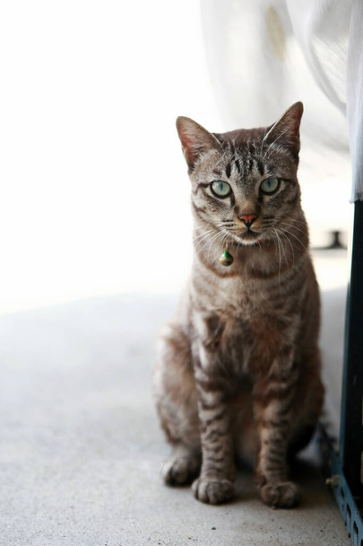Gato cinza lindo sentado ao ar livre - Foto, Imagem