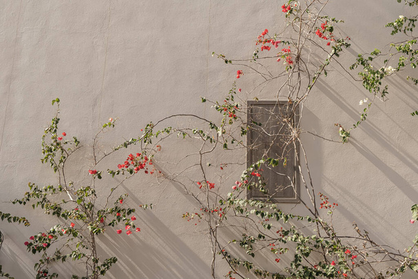 Vörös és fehér virágok, levelek a semleges bézs betonfalon. Természetes virágos minimális háttér. - Fotó, kép