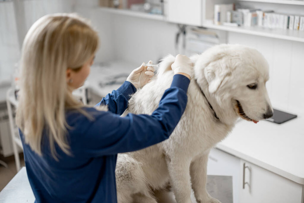 Ветеринар робить ін'єкції вакцини в холці
 - Фото, зображення