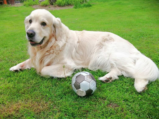 Zachte grote hond. Schattige Golden retriever ligt tevreden naast zijn ballon en rust.  - Foto, afbeelding