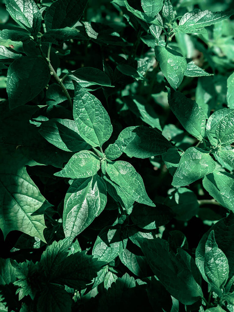 close-up shot of  fresh leaves in park - Foto, Imagem