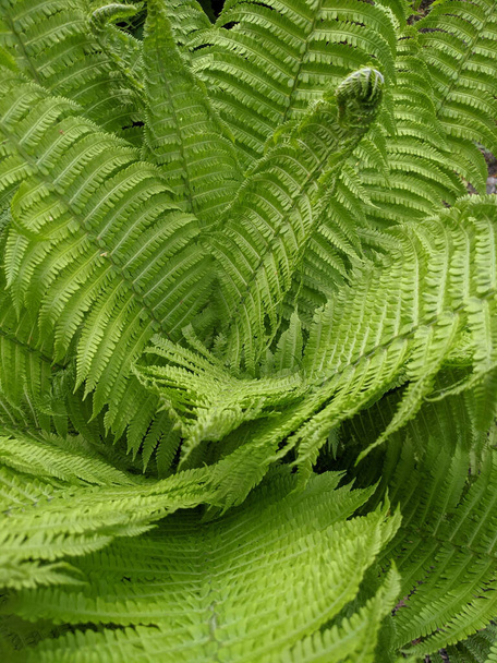 close-up tiro de folhas de samambaia fresca na floresta  - Foto, Imagem