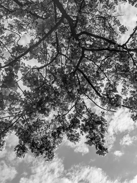 красиві гілки дерева з листям і квітами навесні
  - Фото, зображення