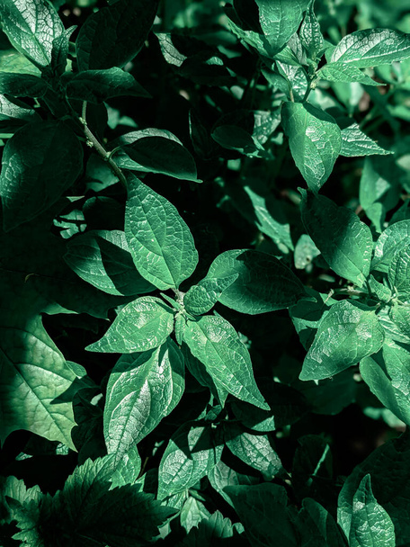 close-up shot of  fresh leaves in park - Фото, изображение