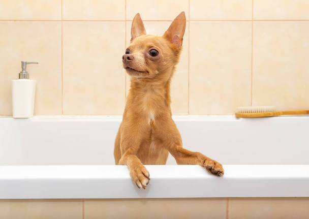 Piccolo cane in un bagno prima di doccia.  - Foto, immagini