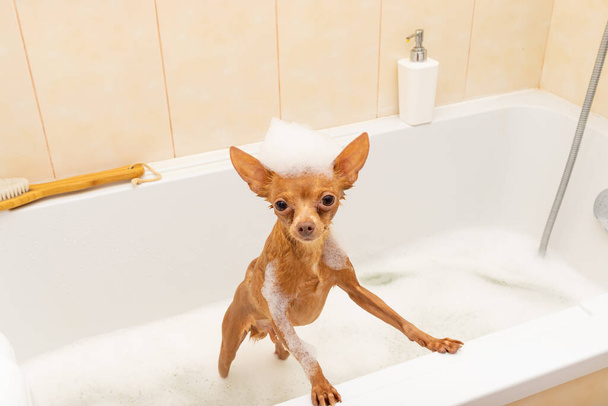 Divertido y lindo perrito de pie en el baño con espuma de champú en la cabeza. Cachorro rojo mascota juguete terrier tener spa en casa. - Foto, imagen