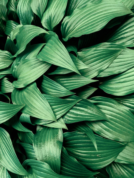 close-up shot of  fresh leaves in park - Фото, изображение