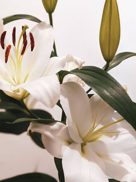 όμορφα λευκά λουλούδια κρίνα, κοντά - Φωτογραφία, εικόνα