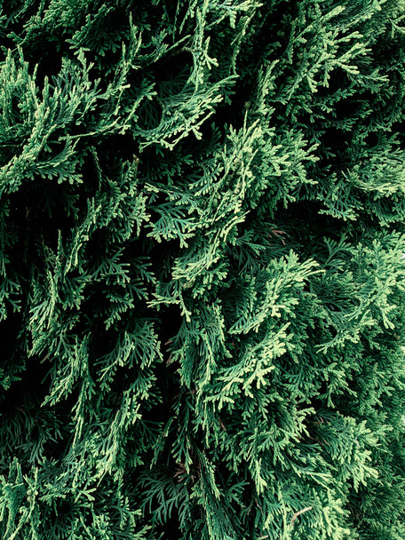 красиві гілки кедрового дерева навесні
  - Фото, зображення