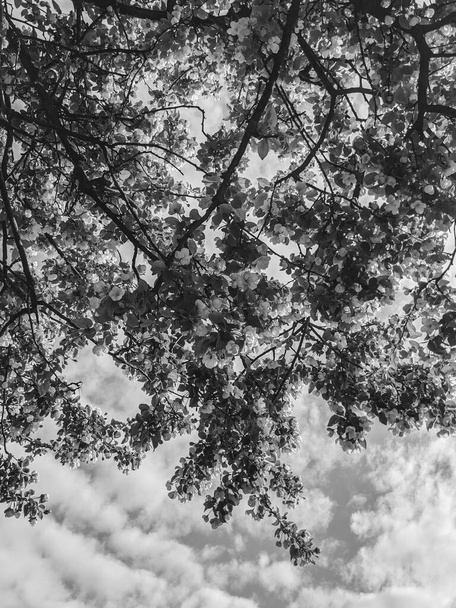 красиві гілки дерева з листям і квітами навесні
  - Фото, зображення