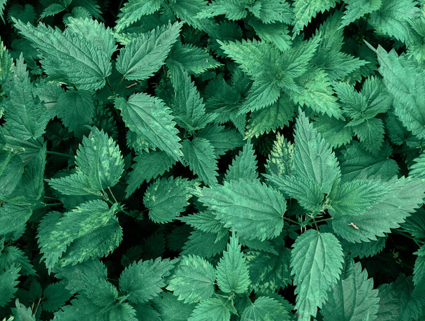 close-up shot of  fresh  nettle  leaves in forest  - Foto, Imagem