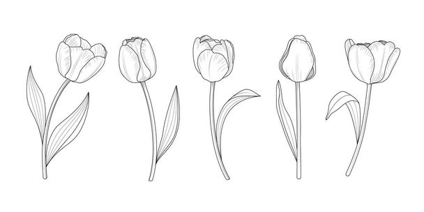 Ensemble de branches de tulipes dessinées à la main. Style de contour des fleurs. Illustration vectorielle. - Vecteur, image