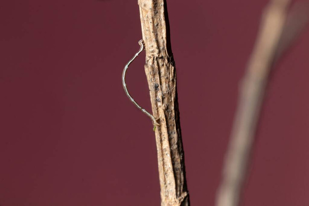 枝の写真におけるカイコの役割のジオメトリッド - 写真・画像