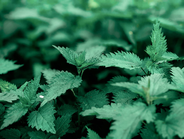 primer plano de hojas de ortiga fresca en el bosque  - Foto, Imagen
