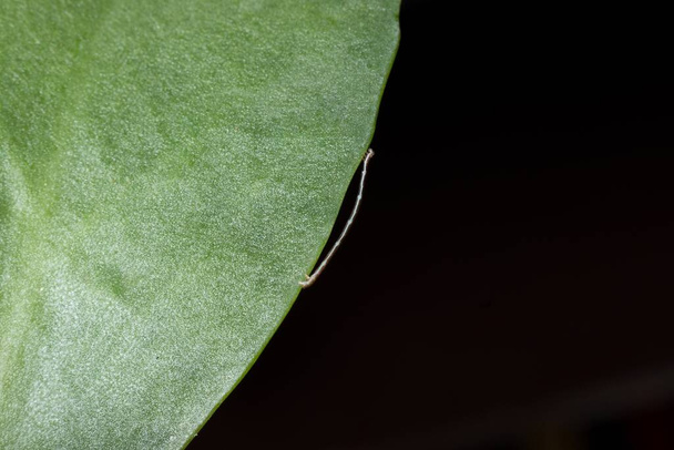 Geometrid caterpillar walking on a green leaf stock photo - Photo, Image