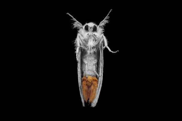 Sphrageidus similis la falena coda d'oro sotto vedi foto di scorta - Foto, immagini
