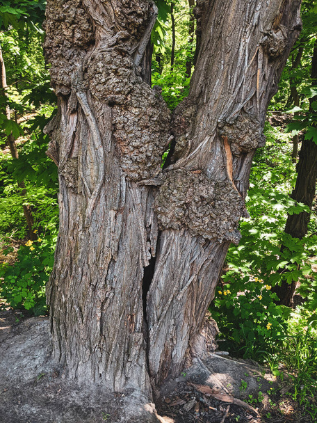 close up tree trunk, wood - Photo, Image
