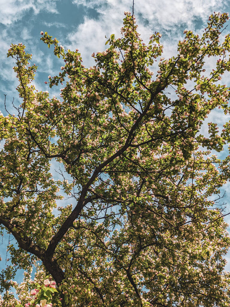mooie boomtakken met bladeren en bloemen in het voorjaar  - Foto, afbeelding